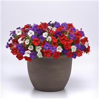 Shock Wave® Volt Mixture Spreading Petunia Container