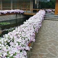 Wave® Misty Lilac Spreading Petunia Commercial Landscape 1