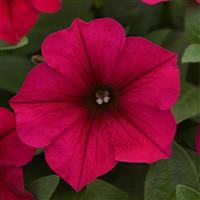 Wave® Carmine Velour Spreading Petunia Bloom
