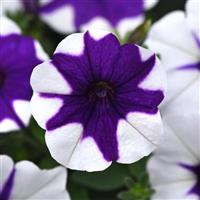 E3 Easy Wave® Midnight Marble Spreading Petunia Bloom