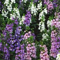Serena® Mixture Angelonia Bloom
