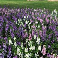 Serena® Mixture Angelonia Commercial Landscape 1