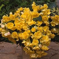 Sun Dancer™ Yellow Tuberous Begonia Container