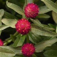 QIS Carmine Gomphrena Bloom