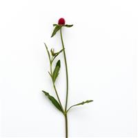 QIS Carmine Gomphrena Single Stem, White Background