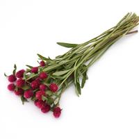 QIS Carmine Gomphrena Grower Bunch