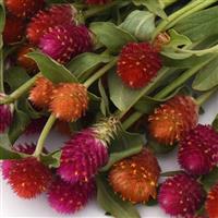 QIS Mixture Gomphrena Bloom