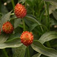 QIS Orange Gomphrena Bloom