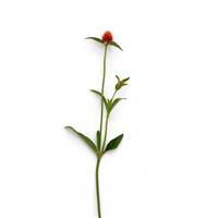 QIS Orange Gomphrena Single Stem, White Background