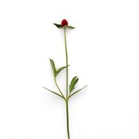 QIS Red Gomphrena Single Stem, White Background