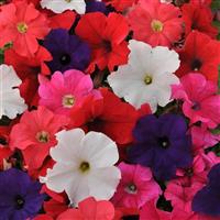 Ez Rider® Mixture Petunia Bloom