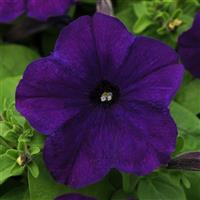 Lo Rider™ Blue Petunia Bloom