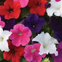 Lo Rider™ Mixture Petunia Bloom