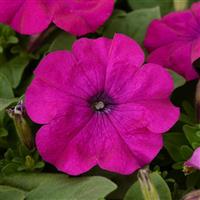 Lo Rider™ Violet Petunia Bloom