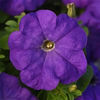 Mirage™ Mid-Blue Petunia Bloom