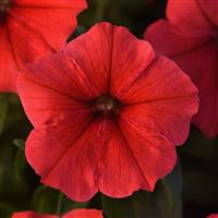 Mirage™ Red Petunia Bloom