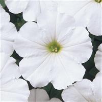 Mirage™ White Petunia Bloom