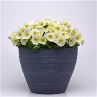 Mirage™ Yellow Petunia Container