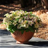 Sophistica® Antique Shades Petunia Container