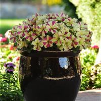 Sophistica® Lime Bicolor Petunia Container