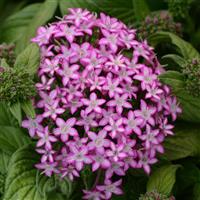 Glitterati™ Purple Star Pentas Bloom