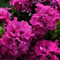 Double Cascade Burgundy Double Petunia Bloom