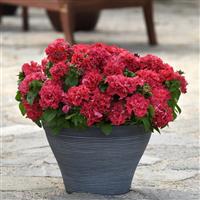 Double Cascade Valentine Double Petunia Container