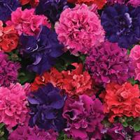 Double Cascade Bold Mixture Double Petunia Bloom