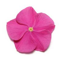 Pacifica XP Deep Orchid Vinca Bloom