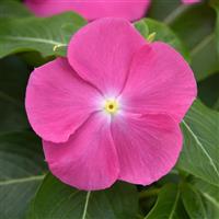 Pacifica XP Pink Vinca Bloom
