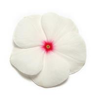 Pacifica XP Polka Dot Vinca Bloom