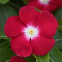 Pacifica XP Red Halo Vinca Bloom