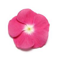 Pacifica XP Magenta Halo Vinca Bloom