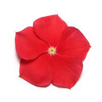 Pacifica XP Really Red Vinca Bloom