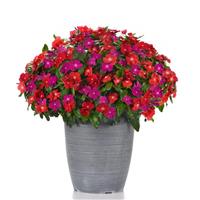 Pacifica XP Bold Mixture Vinca Container