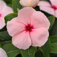 Valiant™ Apricot Vinca Bloom