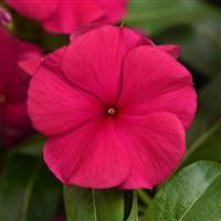 Valiant™ Burgundy Vinca Bloom