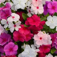 Valiant™ Mixture Vinca Bloom