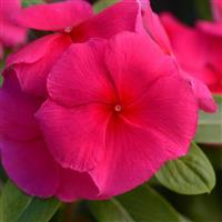 Valiant™ Punch Vinca Bloom