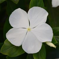Valiant™ Pure White Vinca Bloom