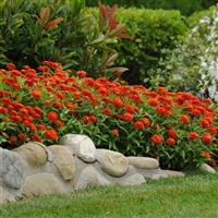 Double Zahara™ Fire Zinnia Commercial Landscape 2