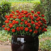 Double Zahara™ Fire Zinnia Container
