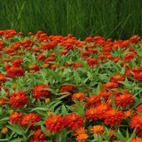 Double Zahara™ Fire Zinnia Landscape