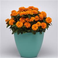 Double Zahara™ Bright Orange Zinnia Container