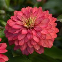 Double Zahara™ Salmon Zinnia Bloom