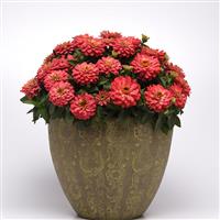 Double Zahara™ Salmon Zinnia Container