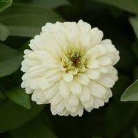 Double Zahara™ White Zinnia Bloom