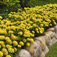 Double Zahara™ Yellow Zinnia Commercial Landscape 1