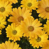 Akila® Sunshine Yellow Osteospermum Bloom