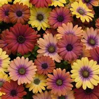 Akila® Hawaii Sunset Mixture Osteospermum Bloom